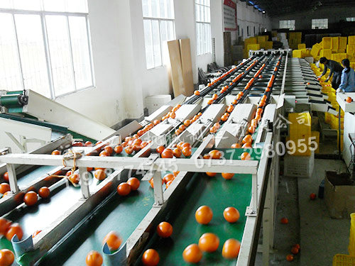 沅江興農機械制造有限公司,沅江水果分選機,沅江水果清洗機,沅江水果打蠟機哪里好,沅江興農機 沅江興農機械制造有限公司,沅江水果分選機,沅江水果清洗機,沅江水果打蠟機哪里好,沅江興農機