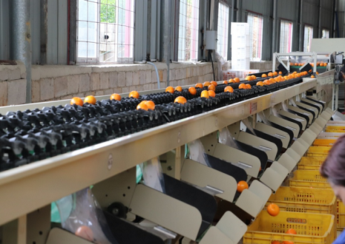 沅江興農(nóng)機(jī)械制造有限公司,沅江水果分選機(jī),沅江水果清洗機(jī),沅江水果打蠟機(jī)哪里好,沅江興農(nóng)機(jī) 沅江興農(nóng)機(jī)械制造有限公司,沅江水果分選機(jī),沅江水果清洗機(jī),沅江水果打蠟機(jī)哪里好,沅江興農(nóng)機(jī)